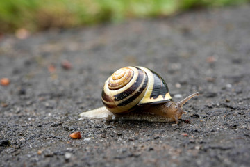 Schnecke auf der Straße