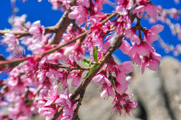 Detalle de flor de cerezo