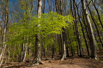Obraz premium Fresh leaves of a European beech on a sunny day in spring