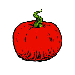 Vector illustration of orange pumpkins isolated on a white background. Hand drawn elements. Sticker, emblem, print, ikon. 