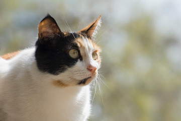 Beautiful calico cat with big eyes. Background with soft morning light. Close-up photo. Caring for stray animals.