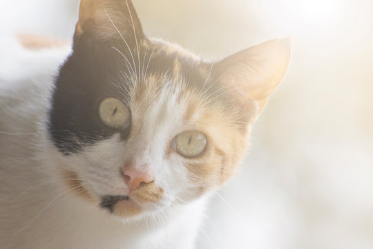 Portrait of a calico cat with big eyes. Background with soft morning light. Close-up photo. Caring for stray animals.