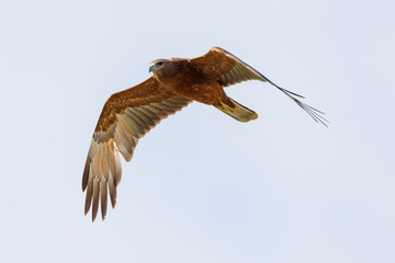 Australasian Harrier in New Zealand