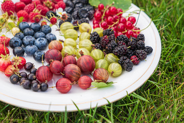 different kinds on berries on white plate