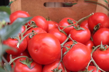 red tomatoes on the vine