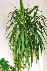 dracaena plant in the room
