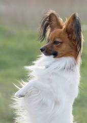 A friendly dog papillon stands on its hind legs. Pet care.