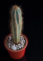 Column-shaped cactus on a black background in a pot.