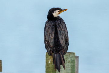Little Shag/Little Pied Cormorant in New Zealand