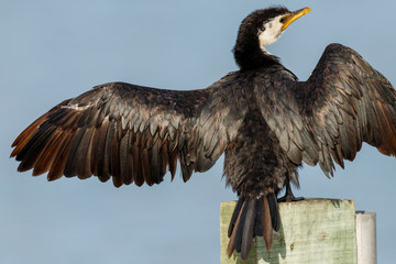 Little Shag/Little Pied Cormorant in New Zealand
