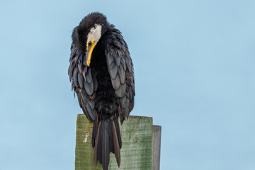 Little Shag/Little Pied Cormorant in New Zealand
