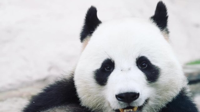 Close up of panda bear eating breakfast