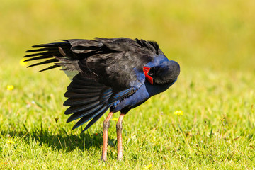 Australasian Purple Swamphen in New Zealand (Pukeko)