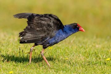Australasian Purple Swamphen in New Zealand (Pukeko)
