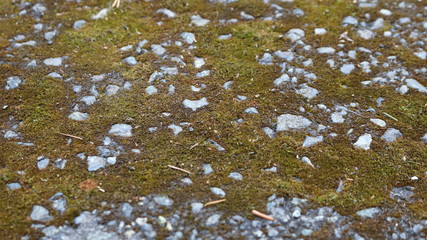 green moss on rocky ground close-up