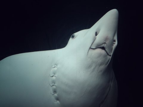 Low Angle View Of Giant Stingray In Aquarium