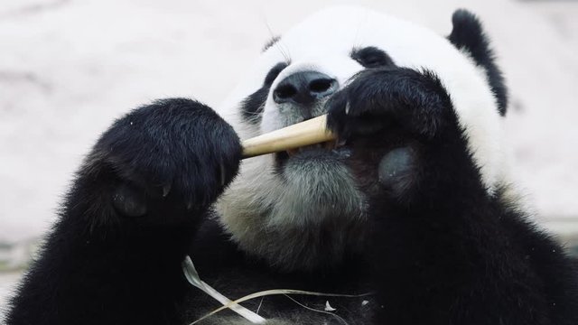 Panda bear lying down and looking at the camera