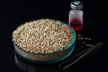 Grains of canary millet in a petri dish on the table. Millet is a valuable grain and food crop.
