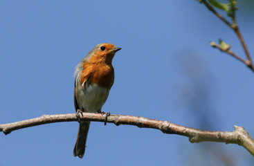 A pretty Robin, redbreast, Erithacus rubecula, perching on a branch of a tree in Spring.