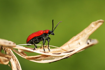 A Red Lily Beetle, Liliocerus lilli, displaying for a mate on a plant in the UK.