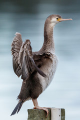 Spotted Shag Endemic to New Zealand