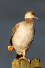 Spotted Shag Endemic to New Zealand
