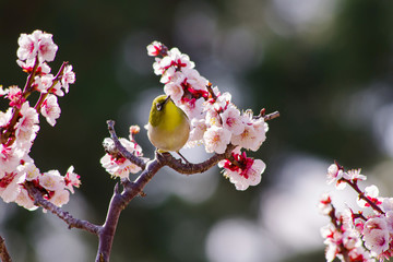 梅の木にとまるメジロ