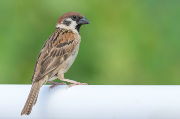 Eurasian tree sparrow ((Passer montanus) and a nice background.