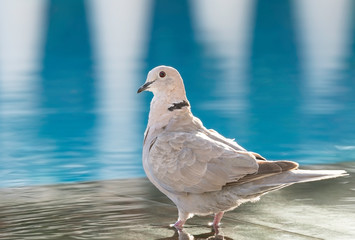 Collared dove chilling by the pool