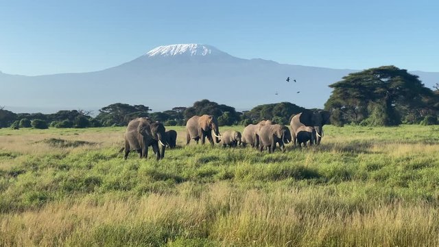 Herd of elephants walk in front of Kilimanjaro in Africa