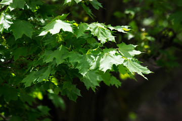 green leaves on a branch