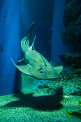 水族館のエイ © pianoman555