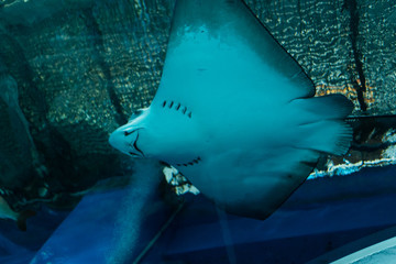 水族館のエイ © pianoman555