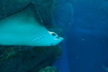 水族館のエイ © pianoman555