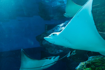 水族館のエイ © pianoman555