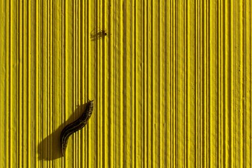 Insecten op gele muur met patroon