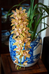 Cymbidium orchid Joan Taylor 'Million Kiss' in a vintage blue and white Japanese Imari hibachi bowl.