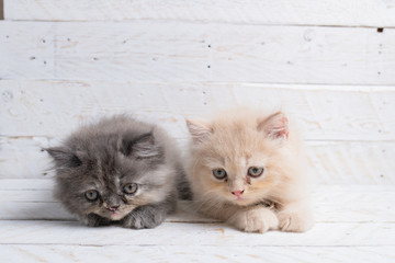 Fototapeta na wymiar Cute Persian Kitten