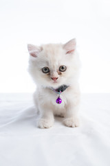 Cute Persian Kitten