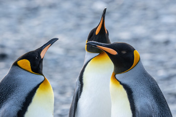 Fototapeta premium King penguins, Fortuna Bay