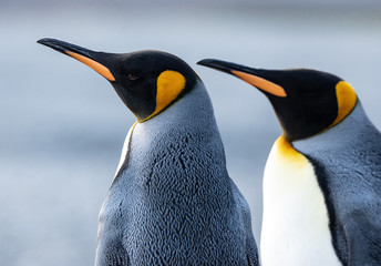 King penguins, Fortuna Bay