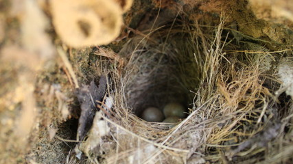 baby birds nest
