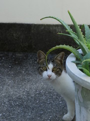 植木鉢と猫