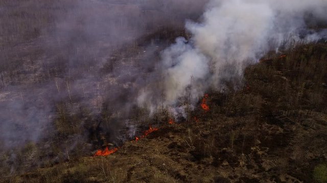 Rivne, Ukraine, 11-04-2020, Massive Fire in Forest, Dry Grass Lanes and Forest in Fire, Firefighters at Work, Disaster, Ecological Catastrophe