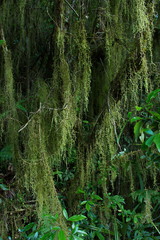 Lichens on a tree at Davis Flat Bridle Track in Otago on South Island of New Zealand
