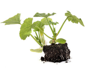 zucchini seedling in studio