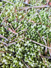 green leaves background