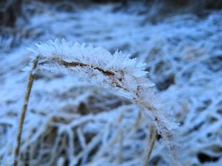frost on the branches
