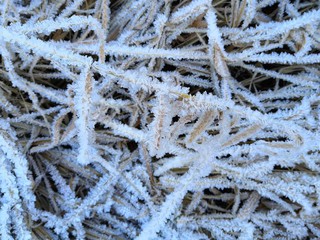 frost on the branches