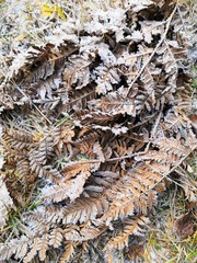 leaves on the ground